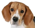 hugenerd